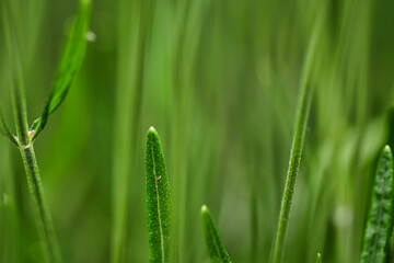 Fototapeta na wymiar grüner Blätterwald vom Lavendel