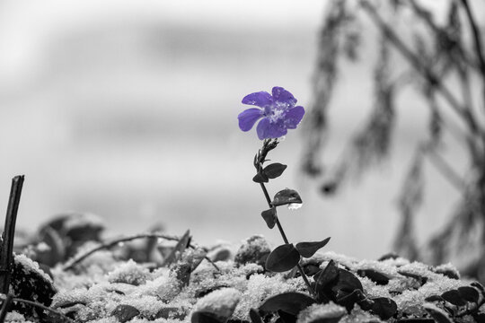 flower in the snow