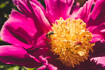 bee on a flower
