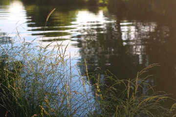 Wild plants growing by near a river, illuminated by warm sunlight. Selective focus.