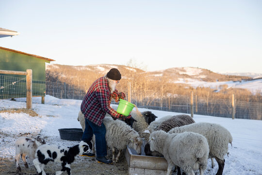 Man feeding sheep on winter farm