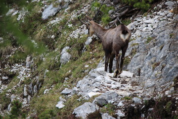 Nationalpark Wildlife