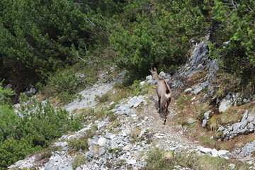 Nationalpark Wildlife