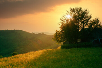Obraz na płótnie Canvas Rural mountain meadow with wildflowers in scenic sunset light through the tree branches. Beautiful warm scenery of Carpathian mountains. Ukraine.