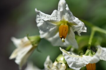 white potato flower