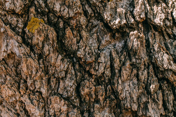 The texture of the bark of a large old tree on a sunny day. Close-up. Macro