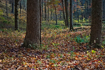 Autumn in the Chattahoochee National Forest mountains near Hammond Gap with colorful leaves on the ground in Georgia