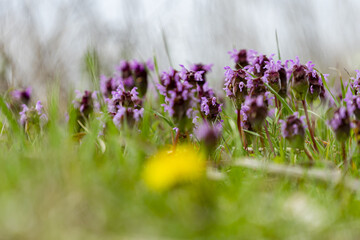 Selective focus shot of purple wildflowers in a field