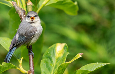 Cute baby Blue tit fledgling, on branch with yellow beak open calling singing for food. Selective focus on bird's beak bill and egg tooth. 