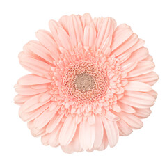 Pink gerbera flower isolated on white