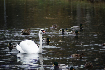 Łebędź w wodzie © Micha