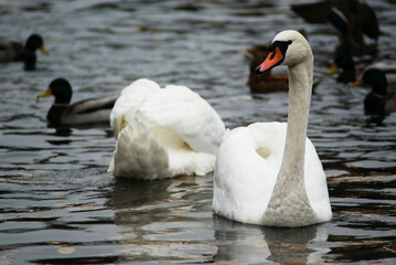 Para Łabędzi w wodzie © Micha