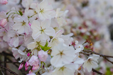Flores blancas del árbol de cerezo