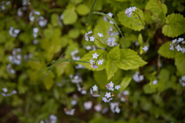 Blue flowers in the forest