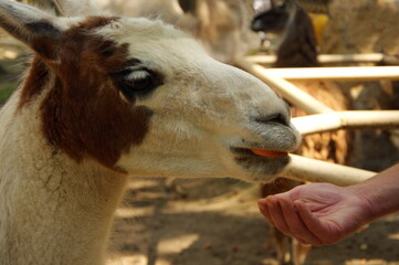 Llama eats a treat from the hand.