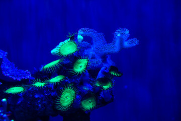 UV Coral