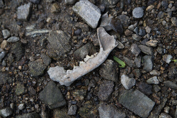 Animal bones on a rocky path