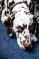 Portrait of the head of a dalmatian lying looking at the camera, close-up