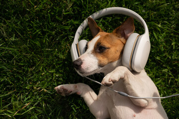 Dog jack russell terrier lies on a green lawn and listens to music on headphones.