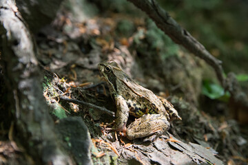 Frog in the sunny forest