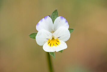 Field pansy (viola arvensis) flower