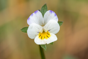 Obraz na płótnie Canvas Field pansy (viola arvensis) flower