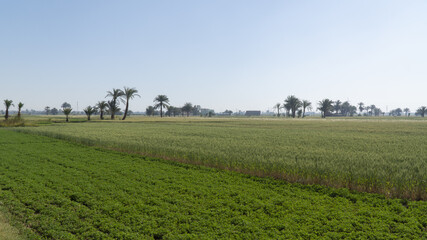 Fototapeta na wymiar Growing cereals in Luxor, Egypt