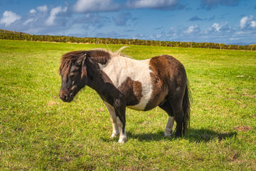 Miniature horse in brown and white colours standing on sunny field or meadow, Rink of Kerry, Ireland