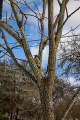 Woodpecker in a tree