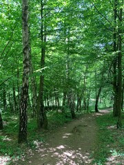 Obraz premium Scenic walk in the forest