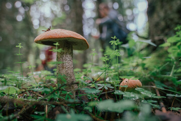 Mushroom picking in season. Edible forest mushrooms, boletus grows in the grass.
