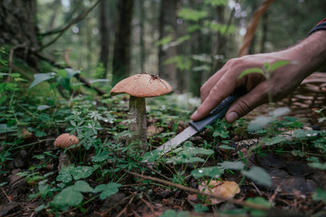 A man's hand with a knife carefully cuts a mushroom off the ground.