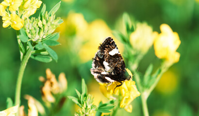 butterfly on a flower