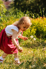 A nice little girl wearing bright colorful cloths picks white dandelions in the park, garden, lawn. Summer time, Childhood concept,