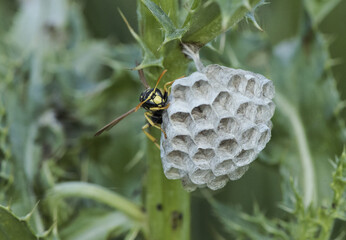 Polistes sp paper wasp perched on its hornet's nest, spring queen, waiting to lay eggs and start a new swarm of wasps