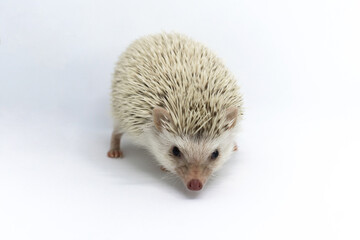 Cute white African hedgehog, looking straight ahead, white background.