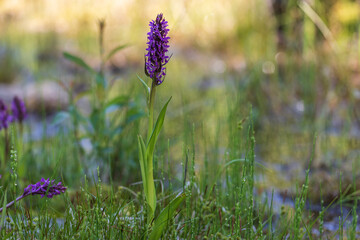 Purple orchid flowers Orchid - Orchis on a green field. The background is beautiful bokeh.