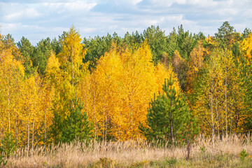 Trees with orange, green and yellow leaves in the autumn forest.