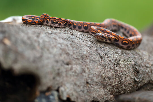 Brazilian rainbow boa (Epicrates cenchria cenchria) or common names include the rainbow or the slender boa. Young snake on a piece of bark with a green background.