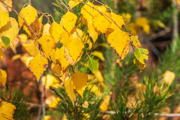 Birch branches with yellow leaves in autumn, in the light of sunset.