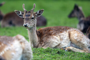 The sika deer (Cervus nippon) also known as the spotted deer or the Japanese deer, a young male lying on the green grass.