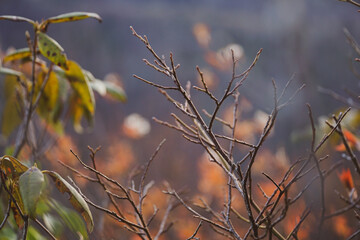 A young branch in springtime