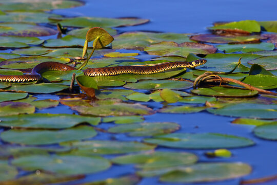 The grass snake (Natrix natrix), sometimes called the ringed snake or water snake crawling on the leaves of water lilies on the water.