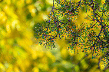 Green spruce branches on yellow leaves background in the autumn forest