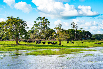 Manada de b&uacute;falos pastando na beira do rio na Amaz&ocirc;nia.