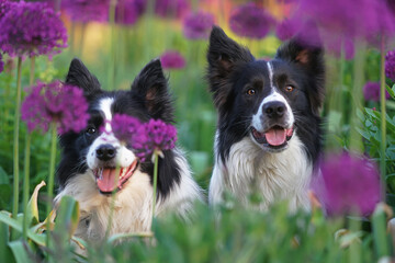 The portraits of two cute black and white Border Collie dogs posing together outdoors in a green grass with purple Allium flowers in summer