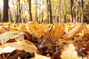 Yellow leaves fallen from the trees lie on the ground