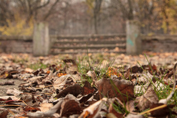 Yellow leaves fallen from the trees lie on the ground