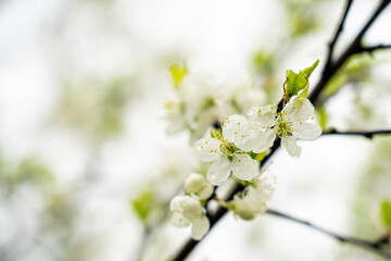 Apple tree blooming in spring with white flowers
