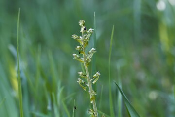 Flowers of a common twayblade or eggleaf twayblade orchid, Neottia ovata